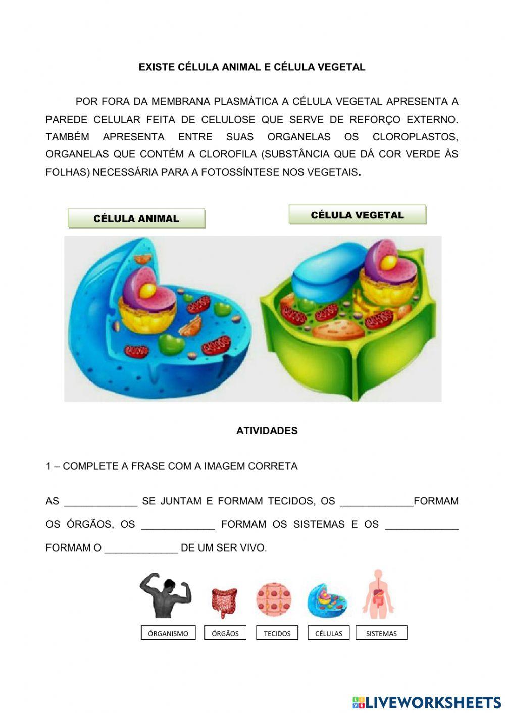 Citologia - atividade bem simples