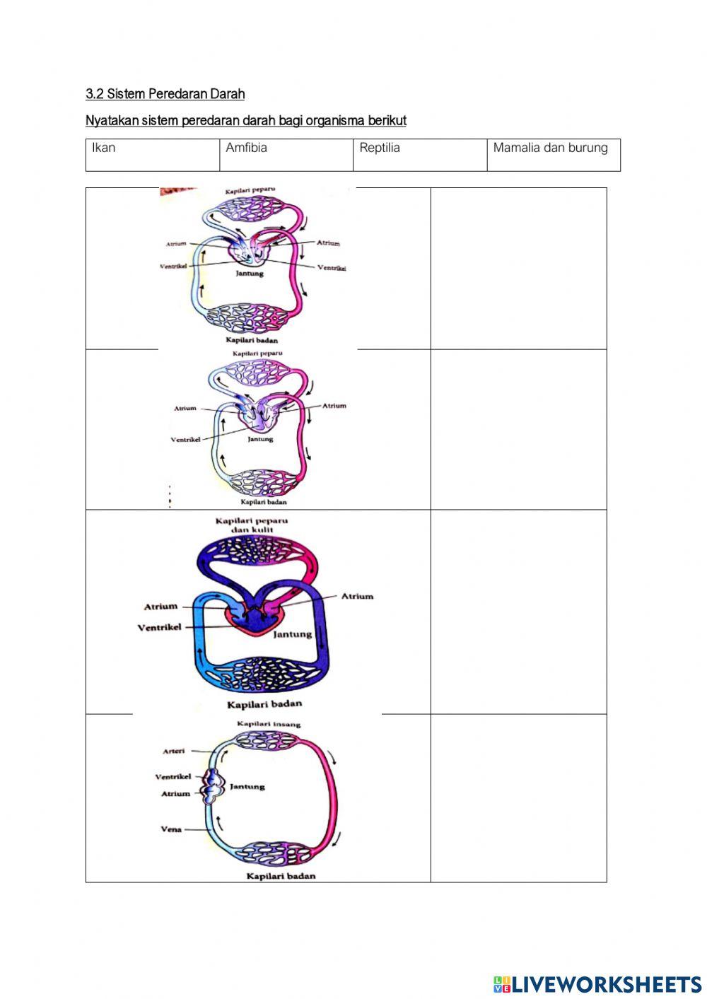 SAINS TINGKATAN 3 : 3.1 SISTEM PENGANGKUTAN ORGANISMA