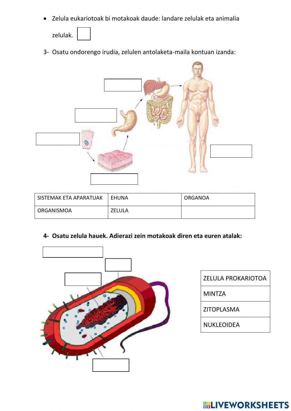 Biosfera errepaso ariketak