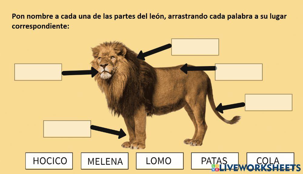 Partes del león