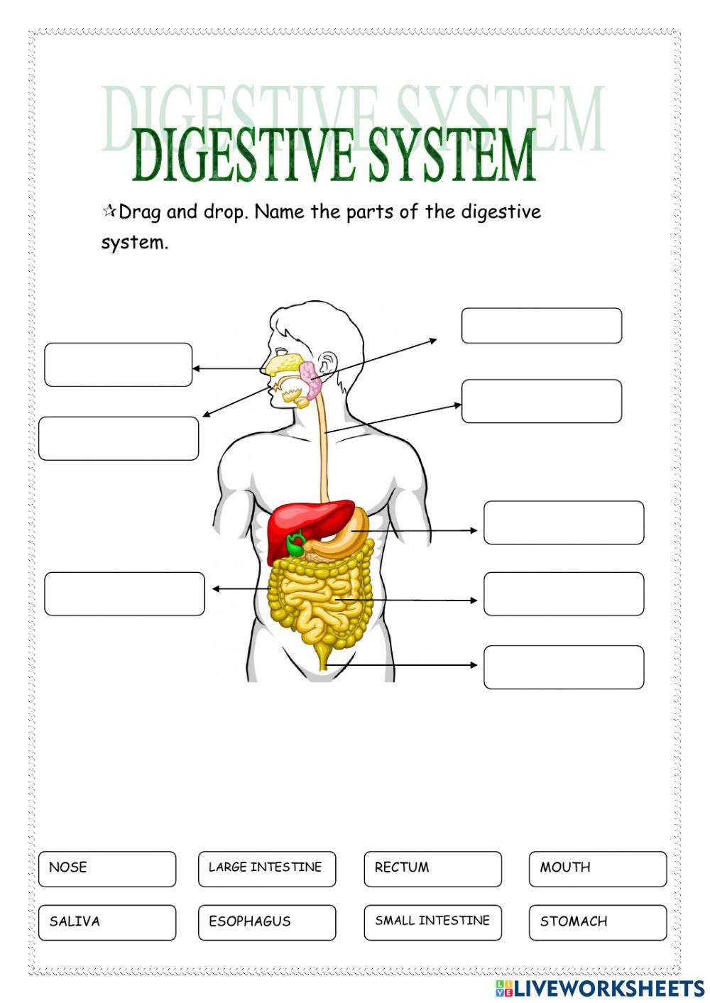 digestive-system-online-pdf-worksheet-live-worksheets