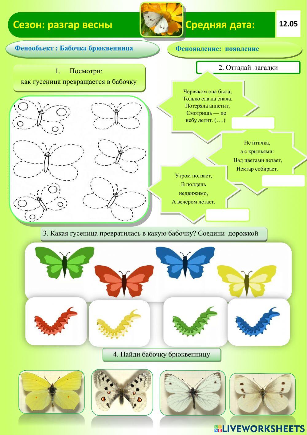 Фенология.Весна. Бабочка.