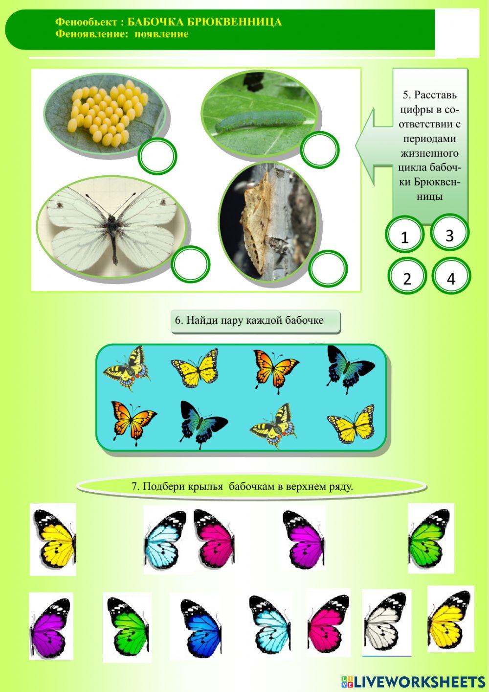 Фенология.Весна. Бабочка.