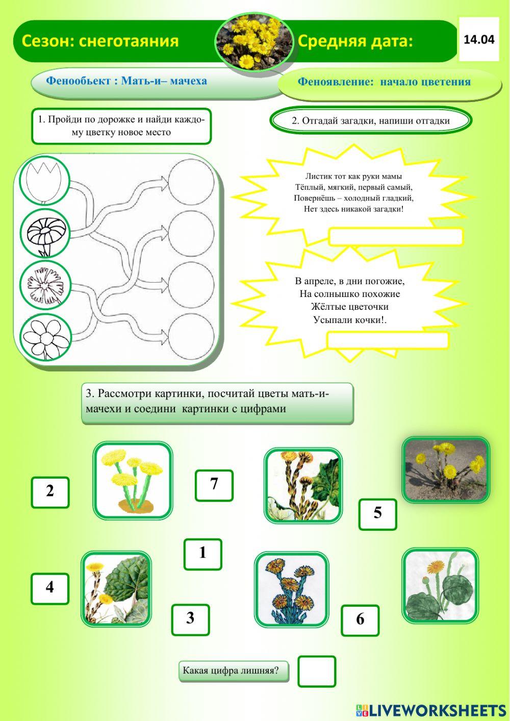 Фенология.Весна.Мать-и-мачеха