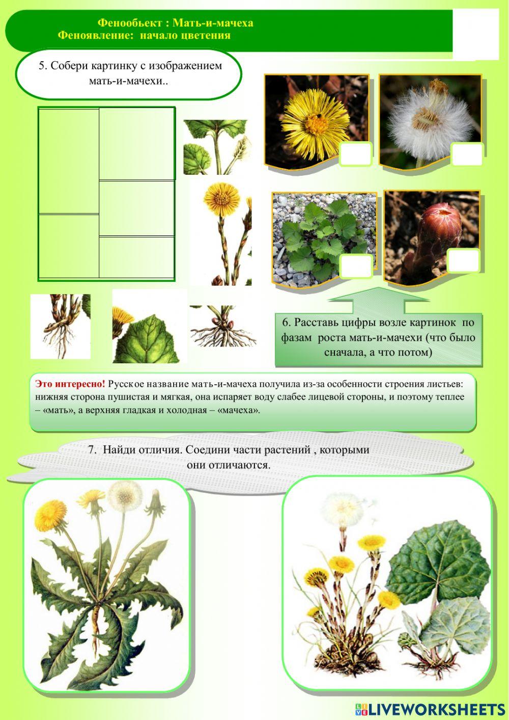 Фенология.Весна.Мать-и-мачеха
