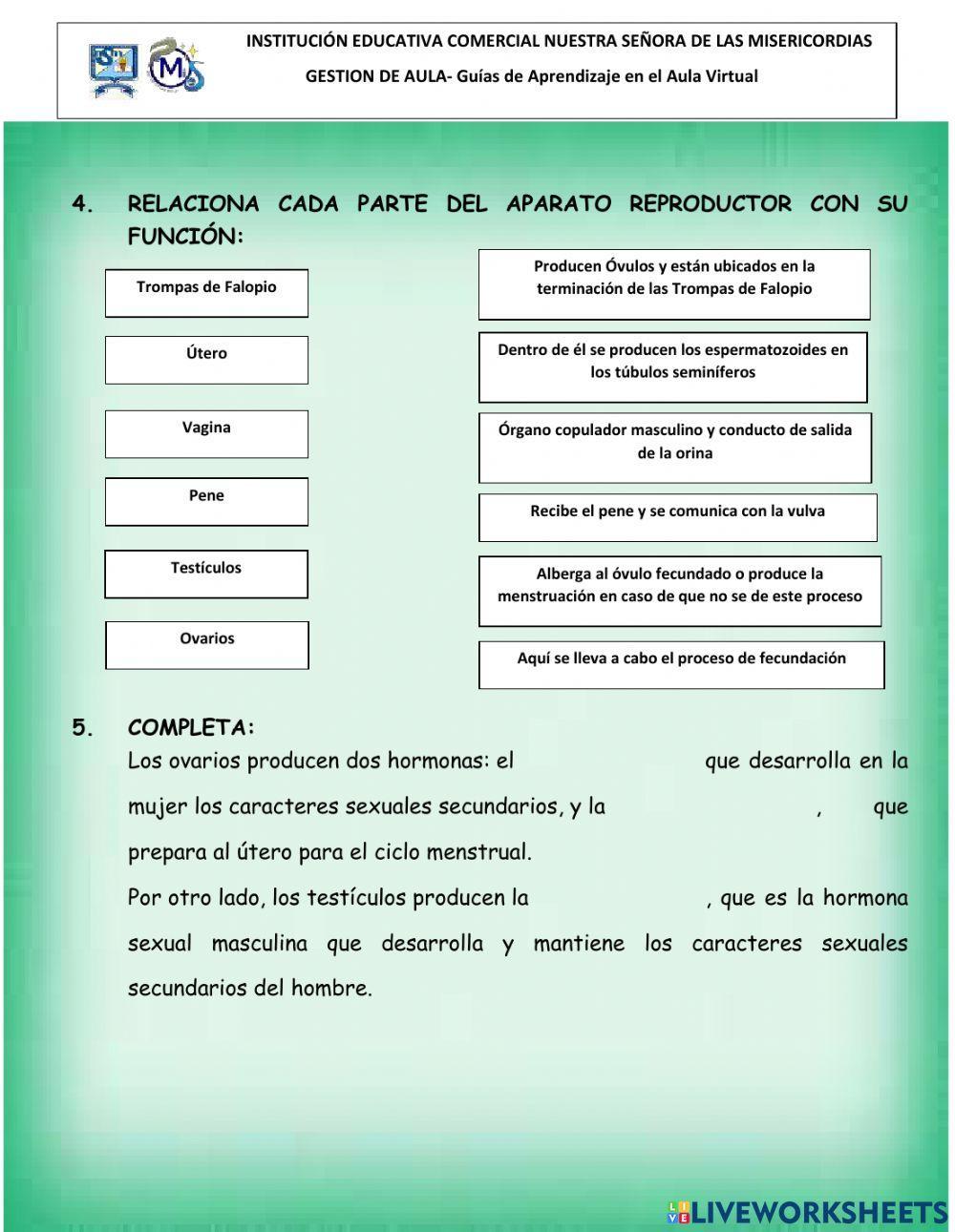 Qué es la GAMETOGÉNESIS y sus etapas - [resumen + vídeos!], image size:1000x1291