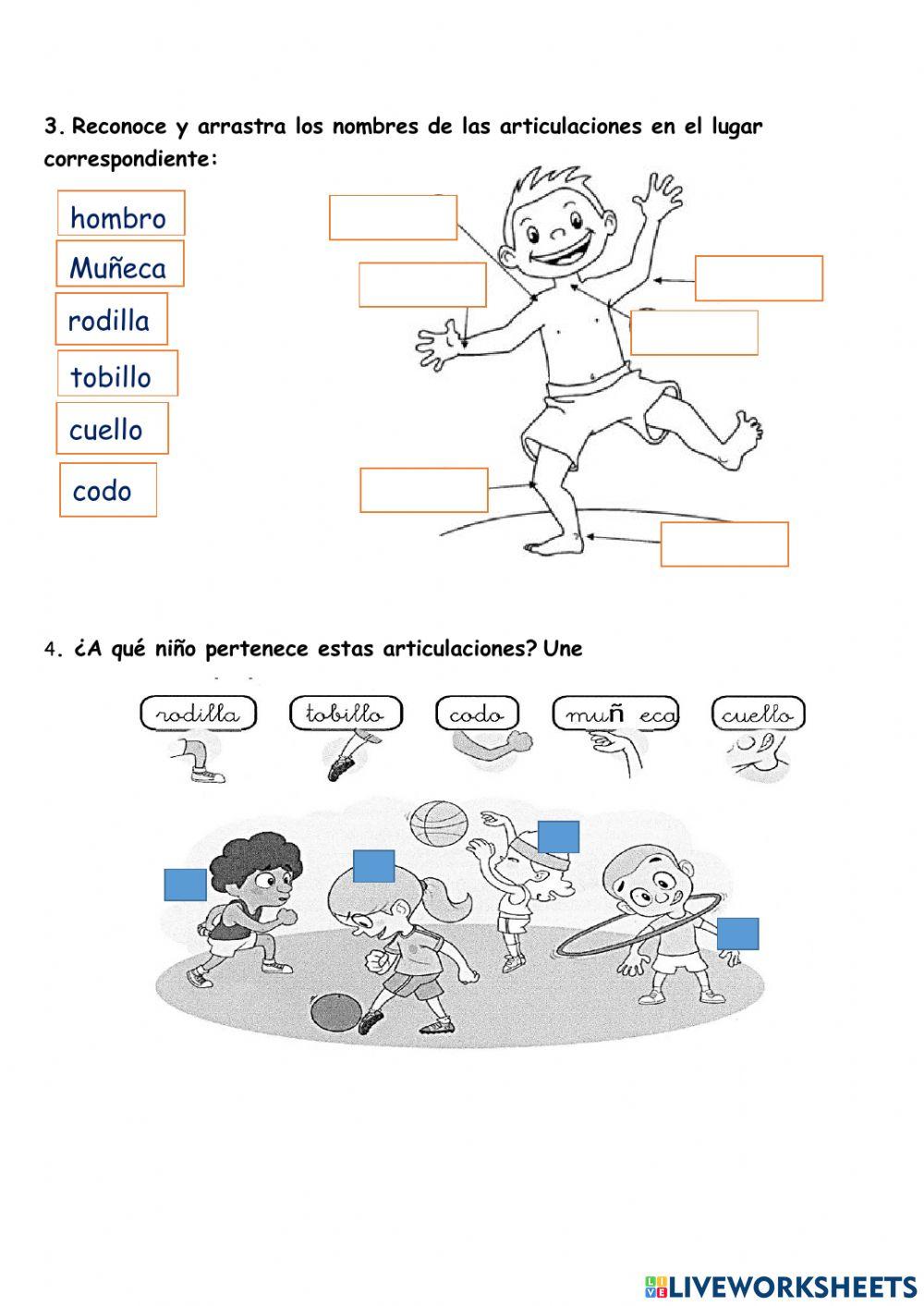 Sfs - HUESOS Y ARTICULACIONES