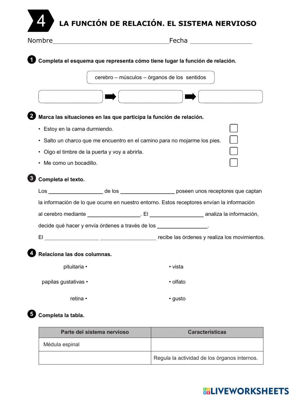 La función de relación. el sistema nervioso