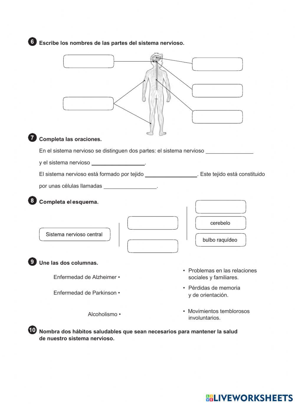 La función de relación. el sistema nervioso
