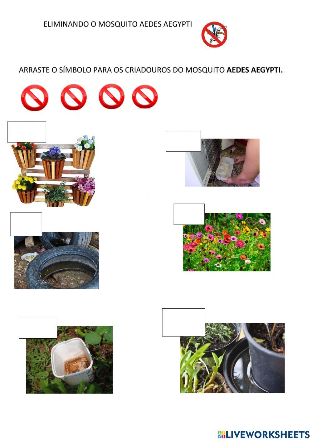 A caça ao mosquito aedes aegypti