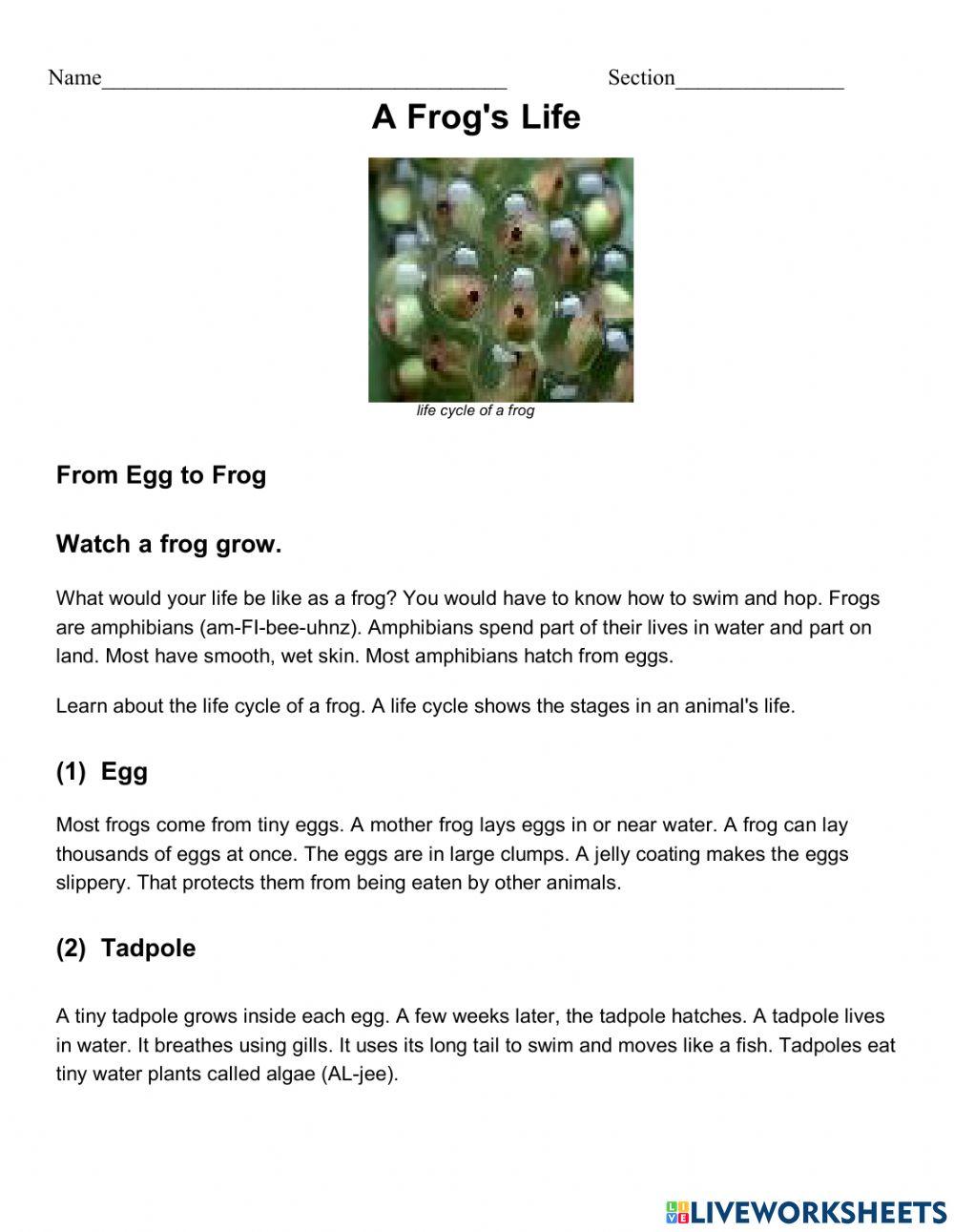 Life Cycle of a Frog