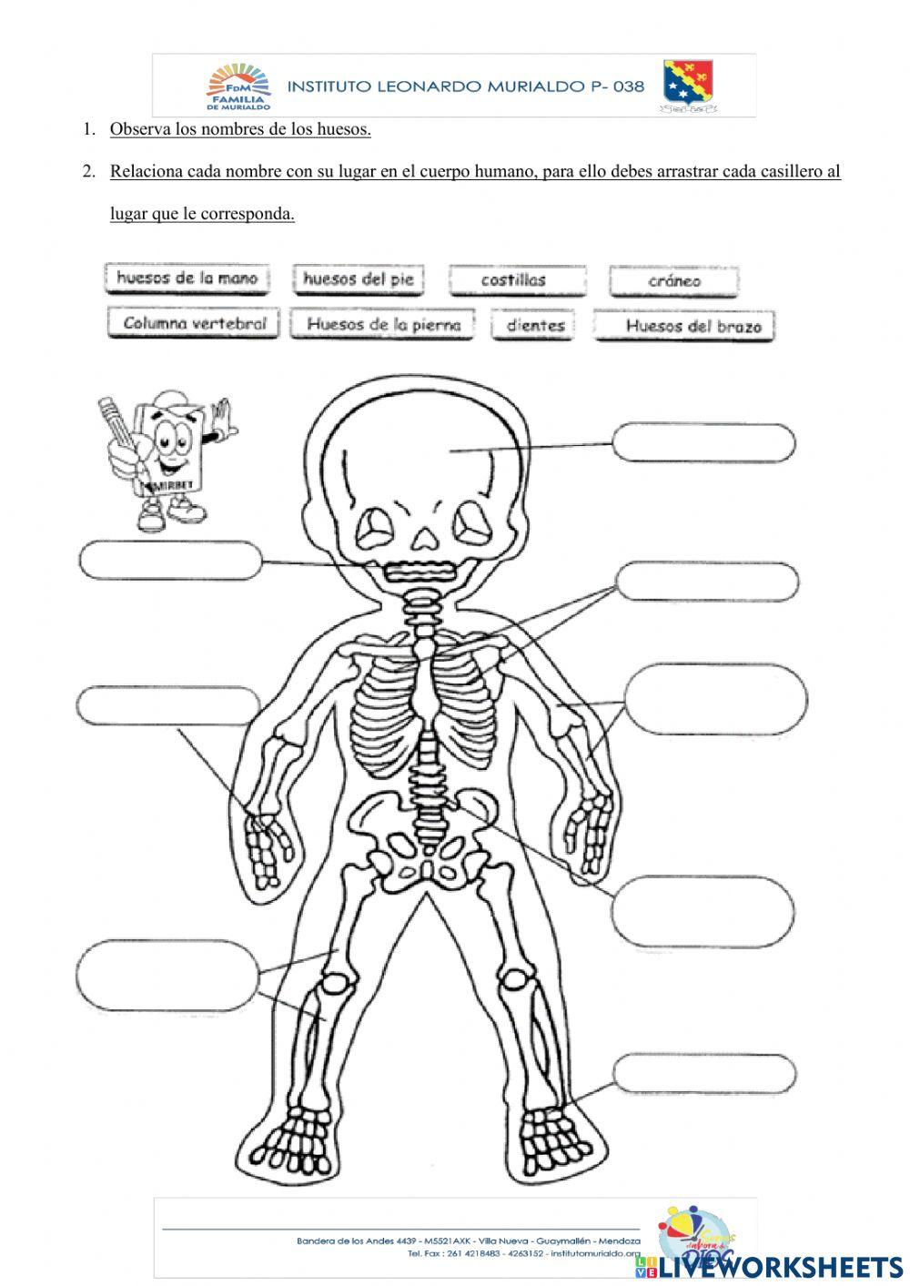 Huesos y articulaciones