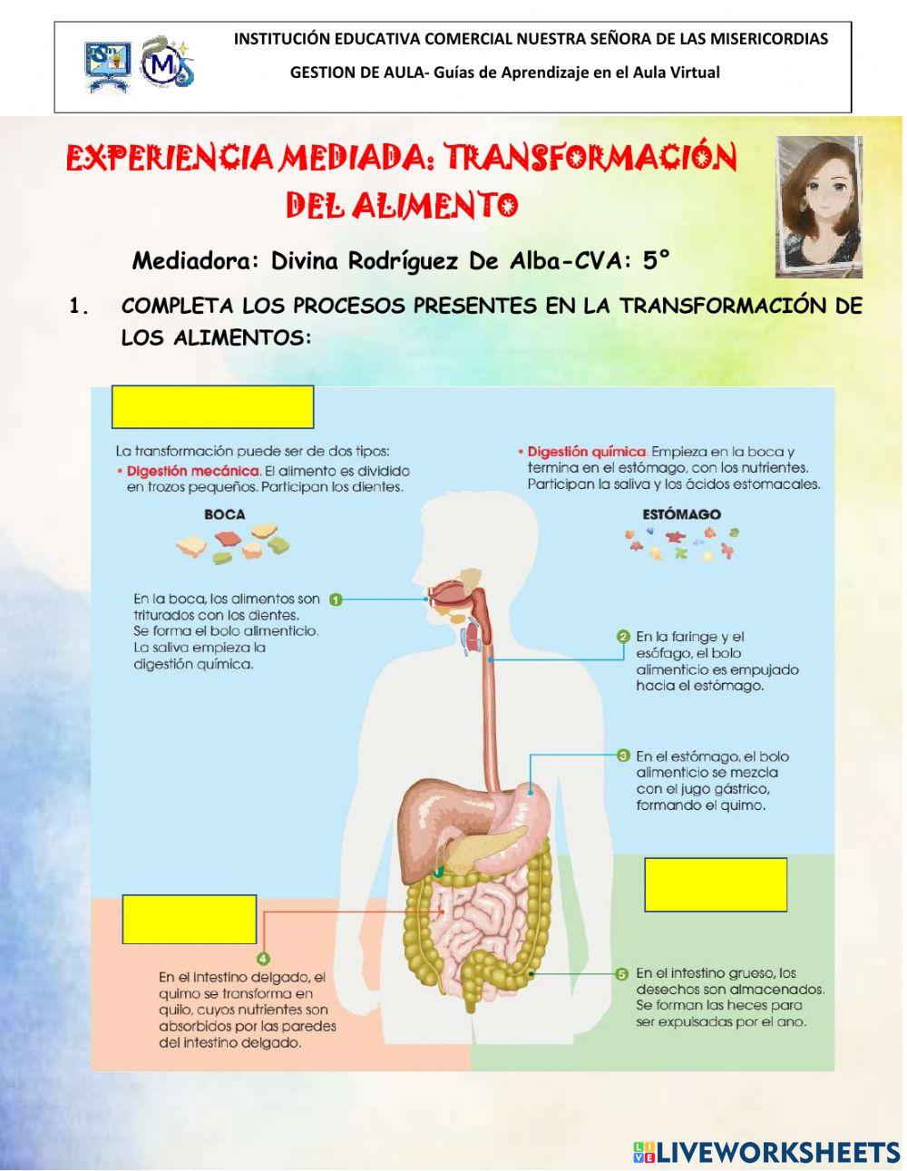 Transformacion del alimento