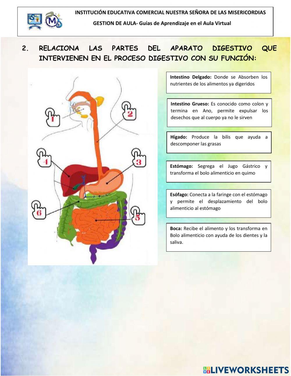 Transformacion del alimento