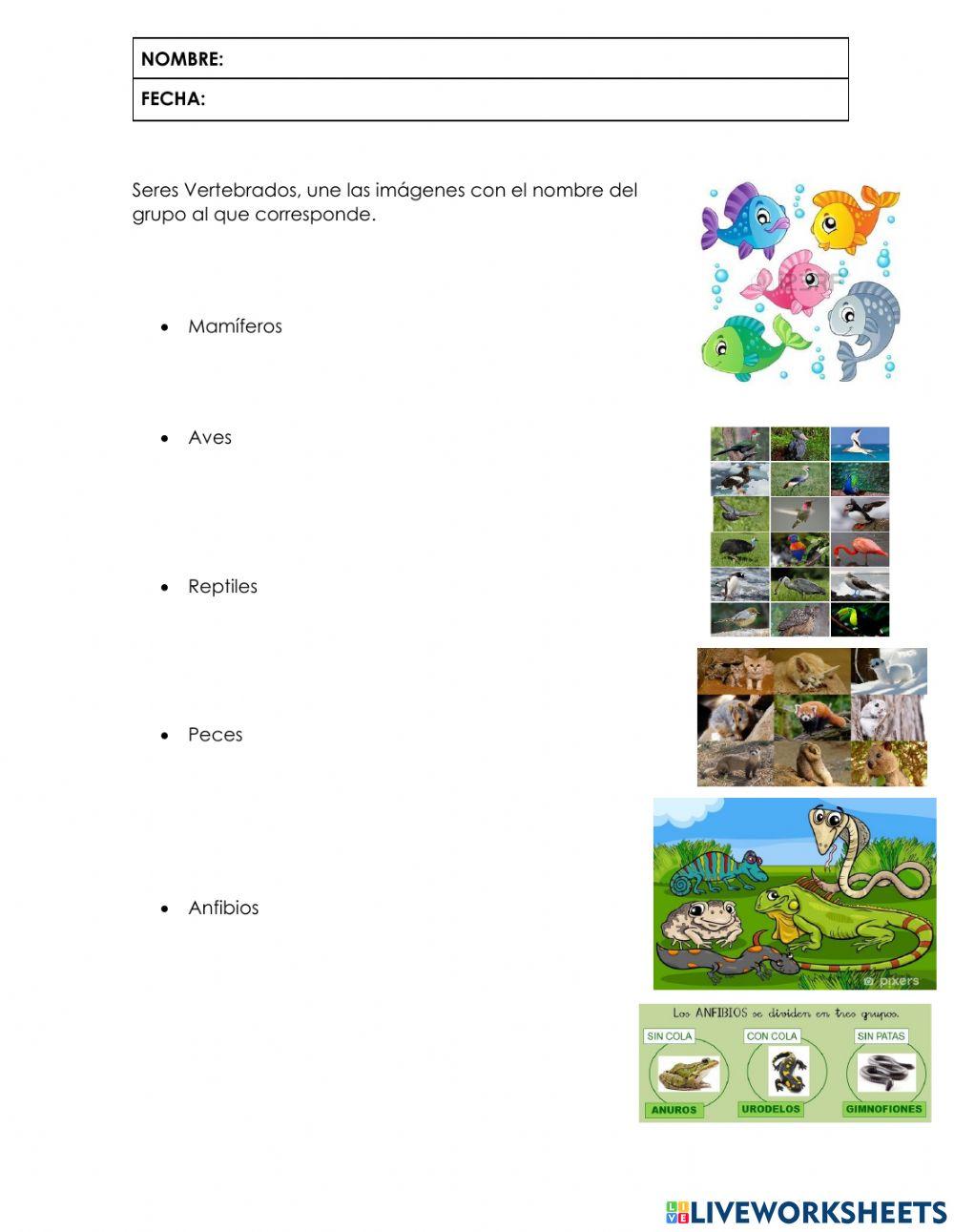 Animales vertebrados e Invertebrados