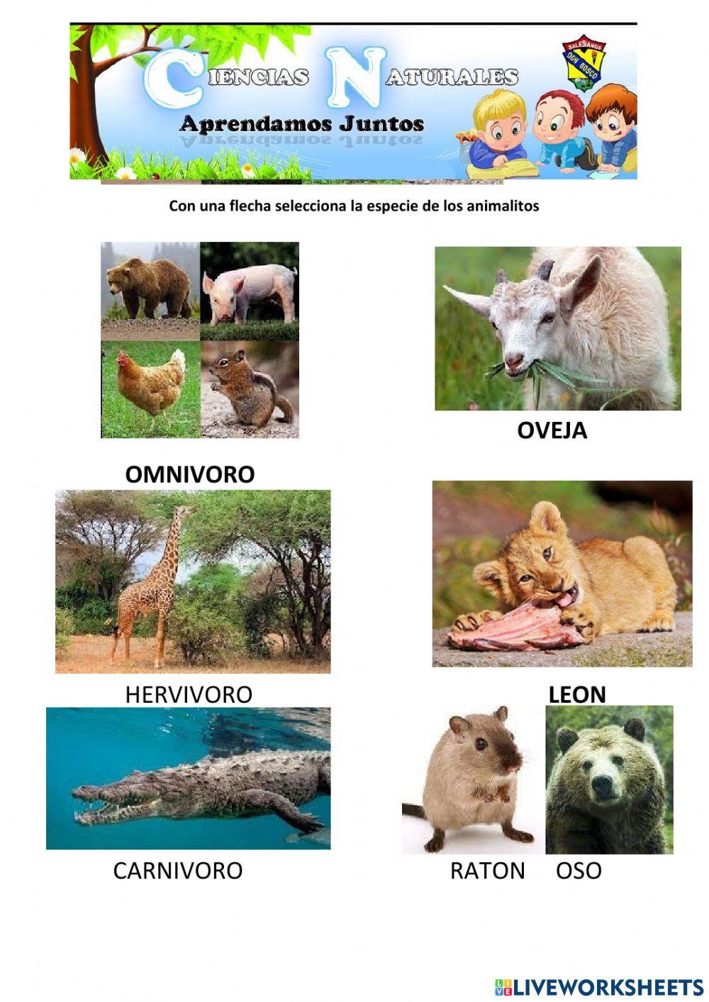Especies de animales