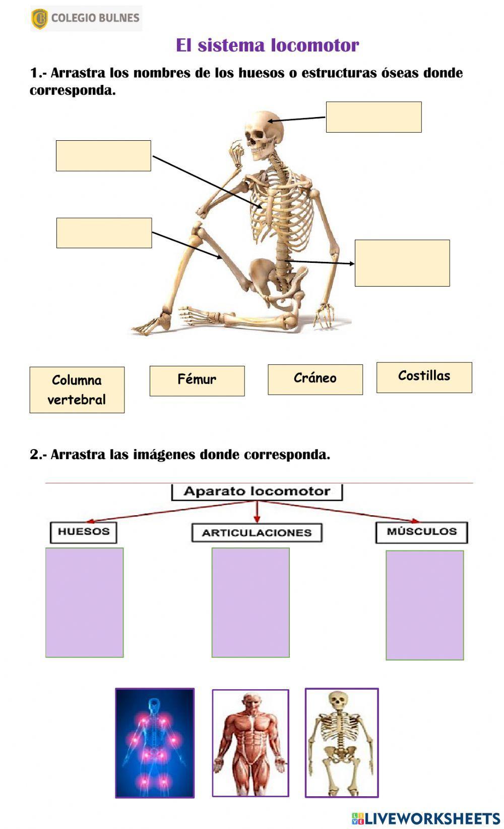El sistema locomotor