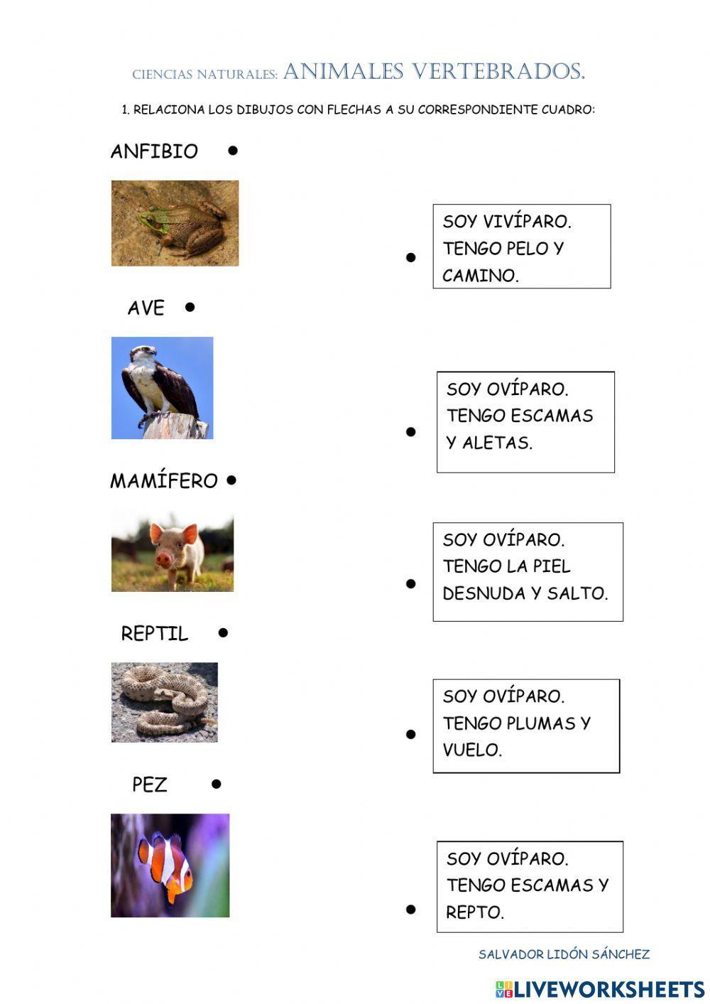 Los animales vertebrados