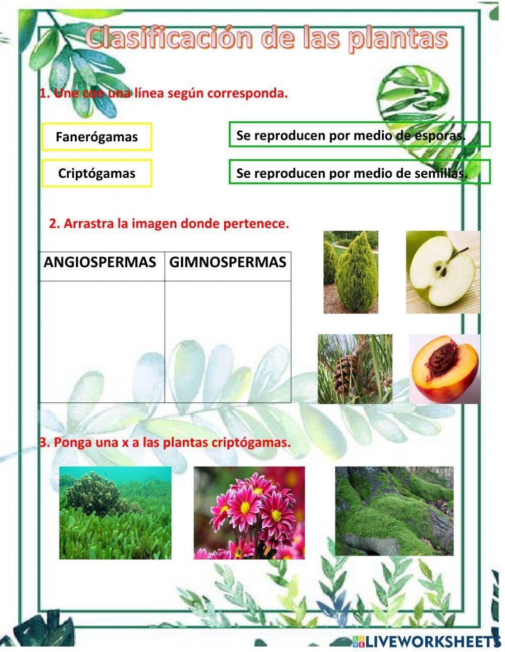 Clasificación de las plantas