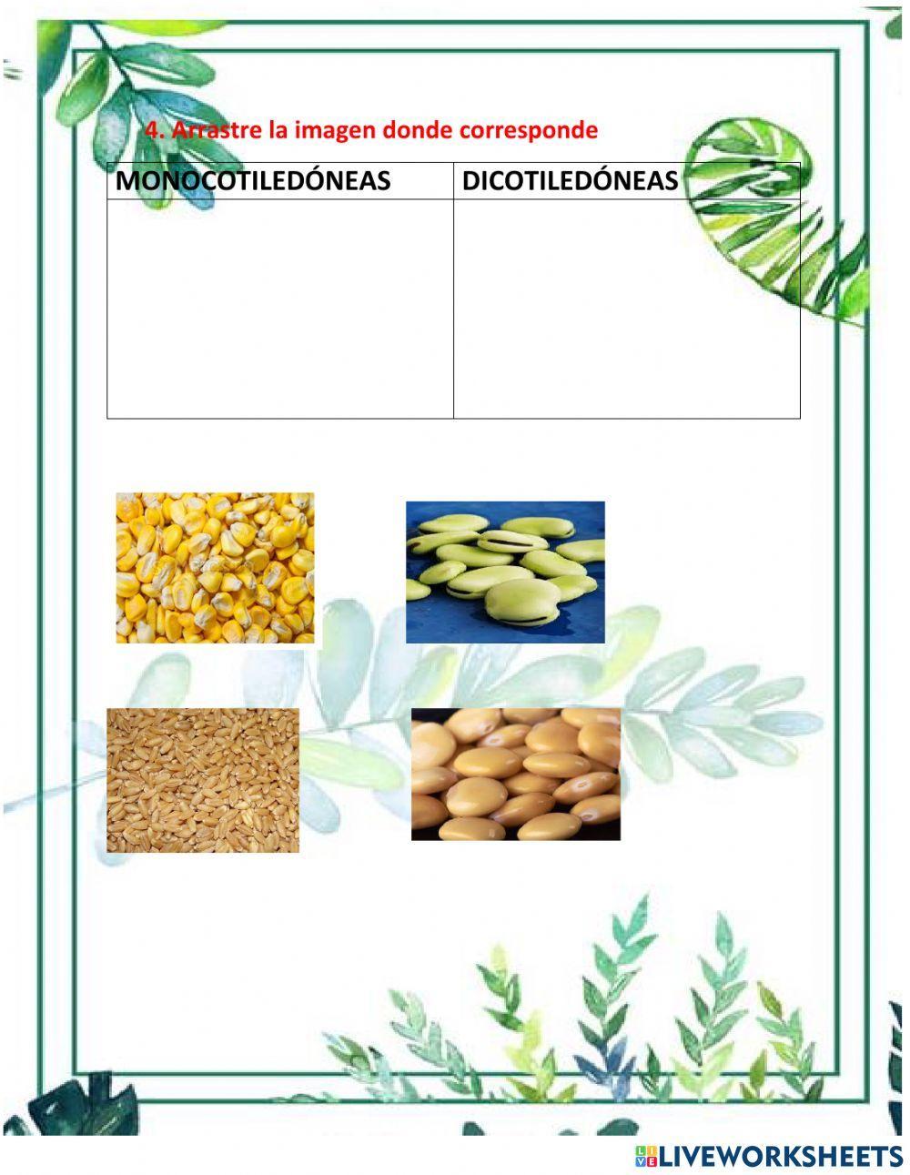 Clasificación de las plantas