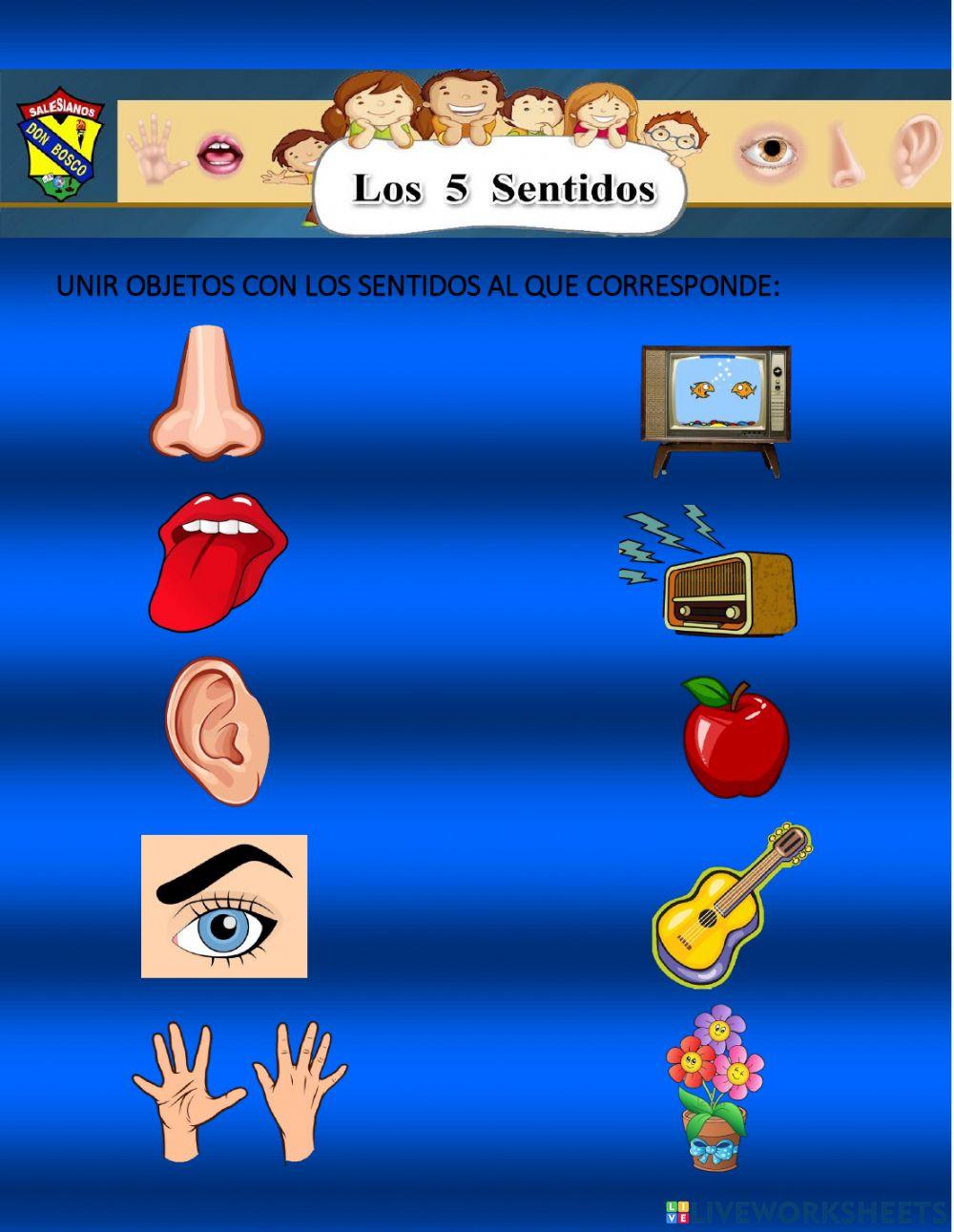 Los 5 sentidos