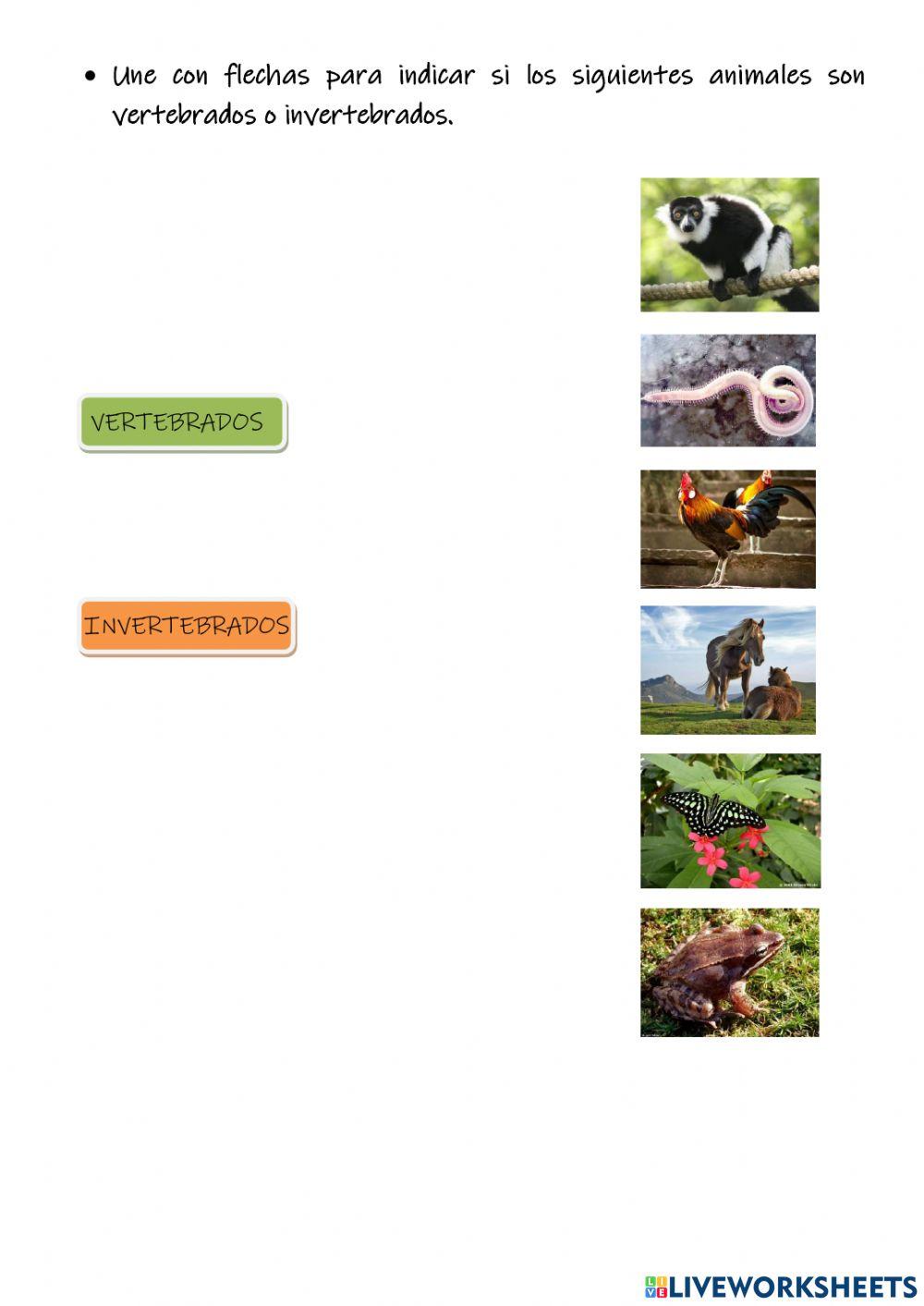 Clasificación de animales