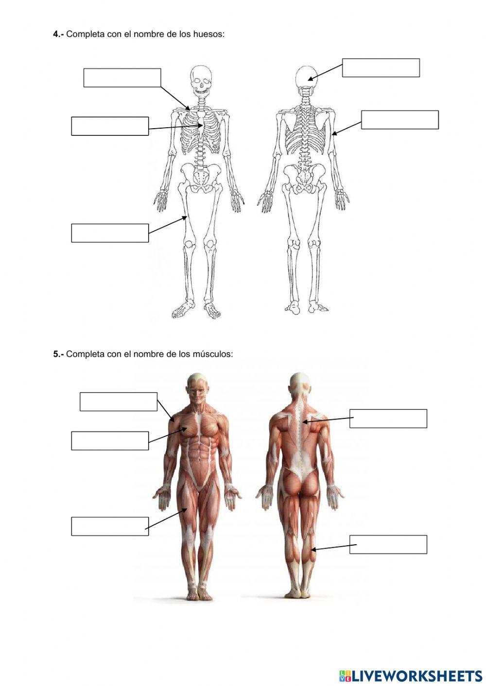 F. relación y reproducción