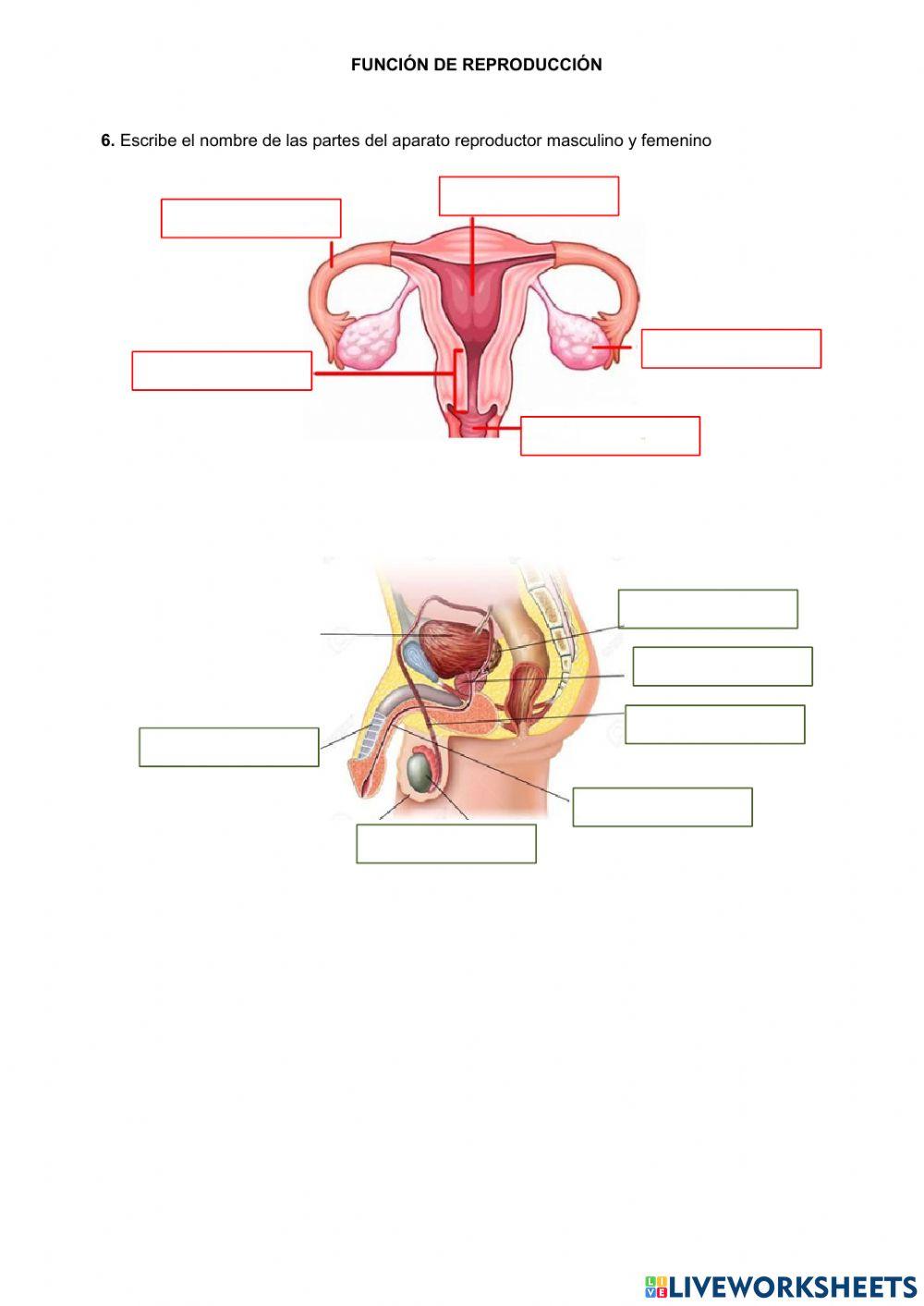 F. relación y reproducción