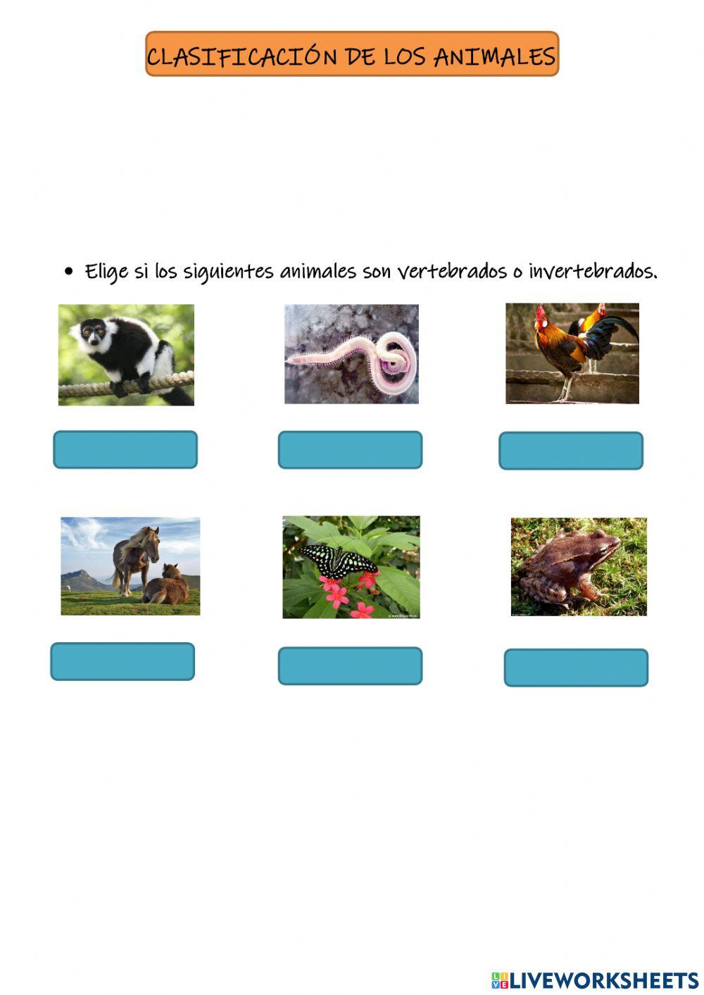 Clasificación de los animales
