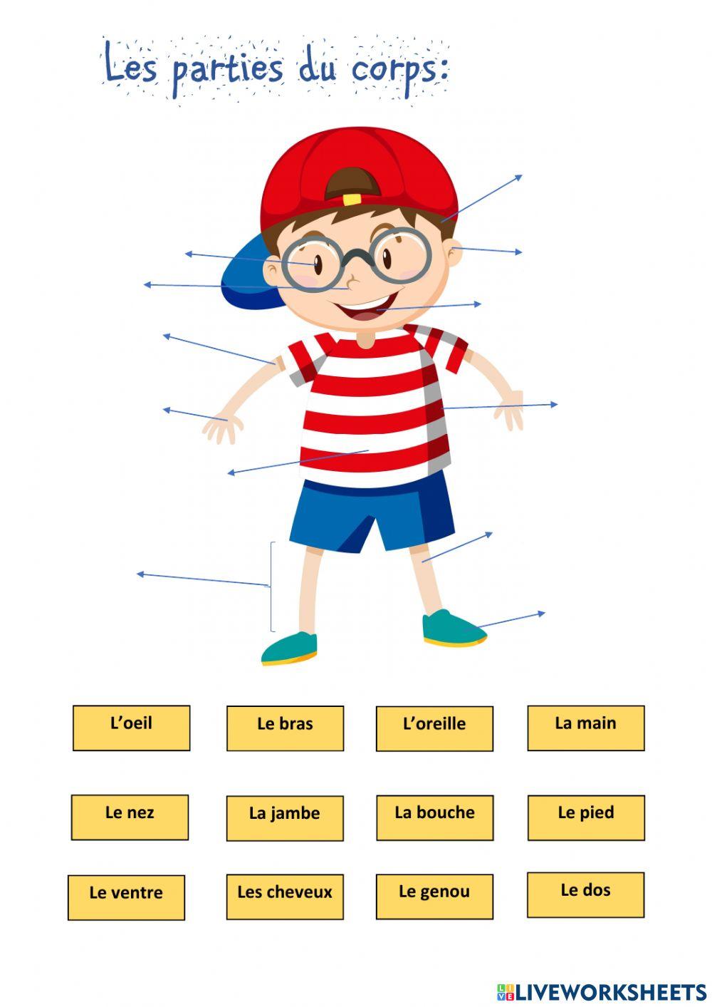 Les parties du corps