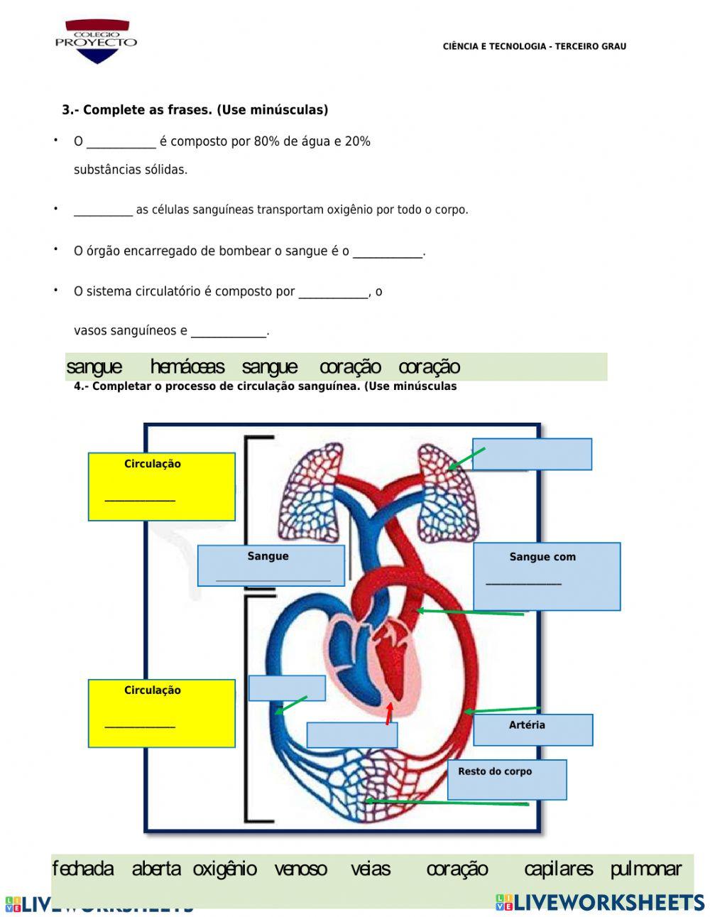 Sistema circulatório