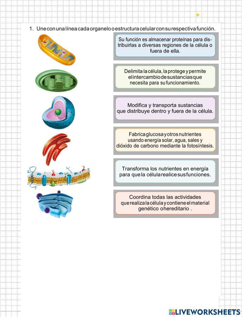 La célula con sus partes 2
