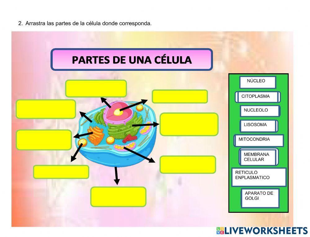 La célula con sus partes 2