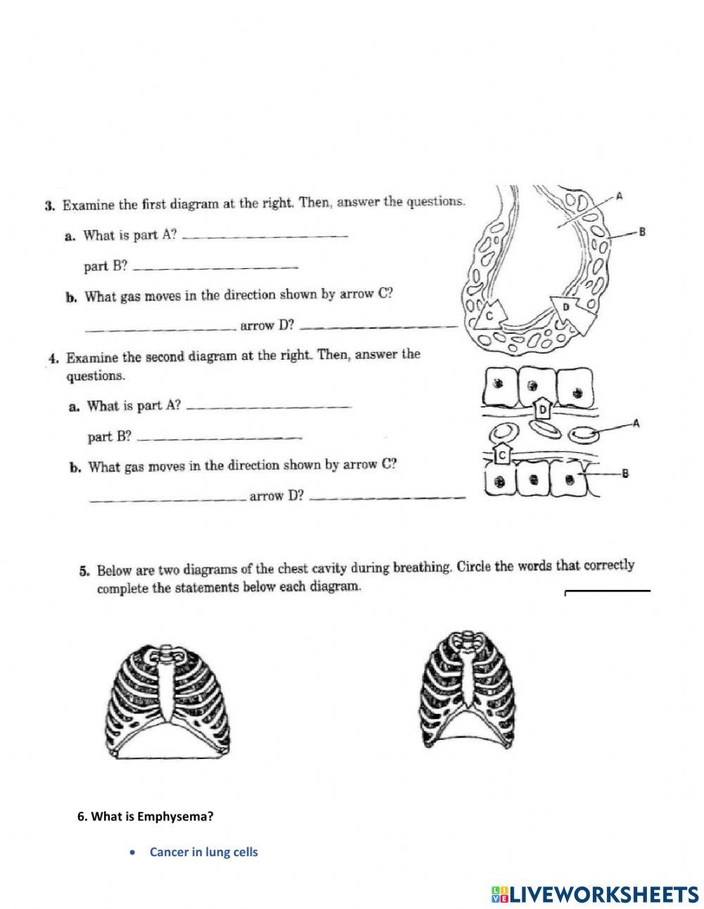 33.3  respiratory CW