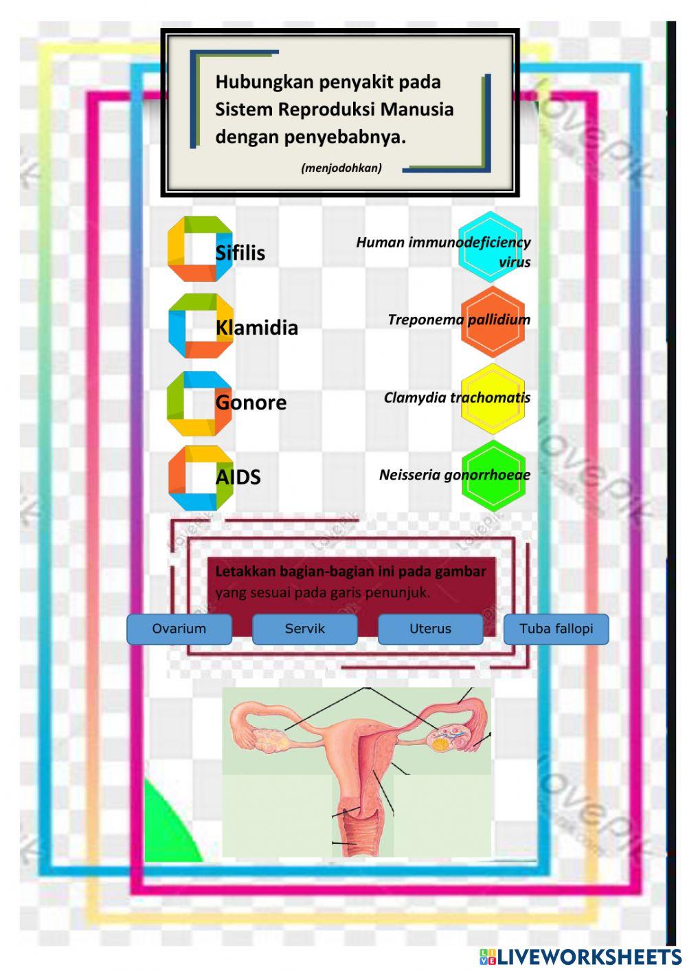LKPD Sistem Reproduksi Manusia