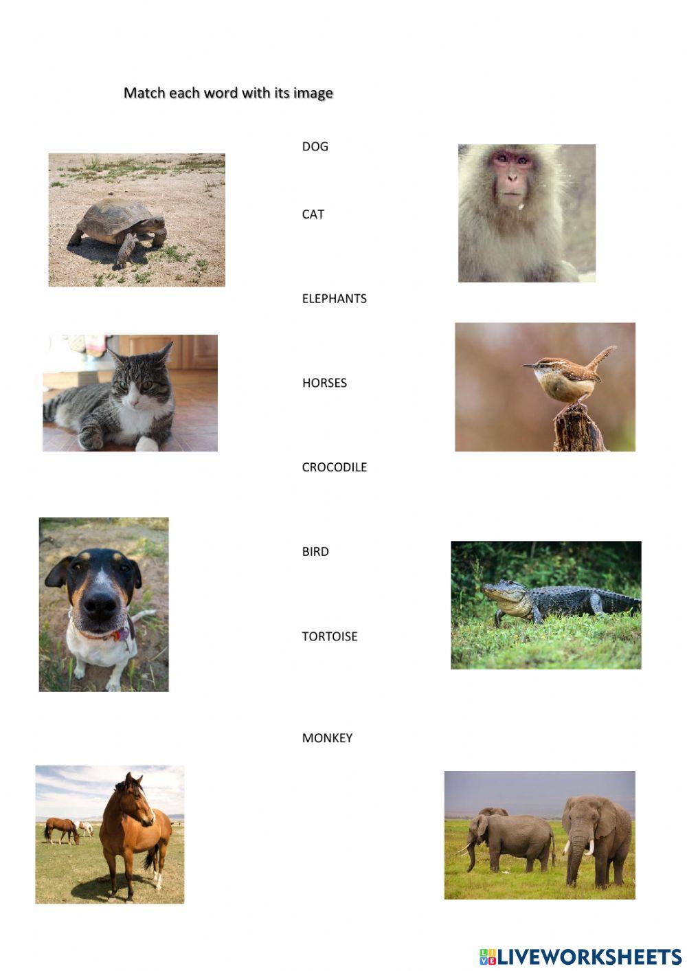 Animals