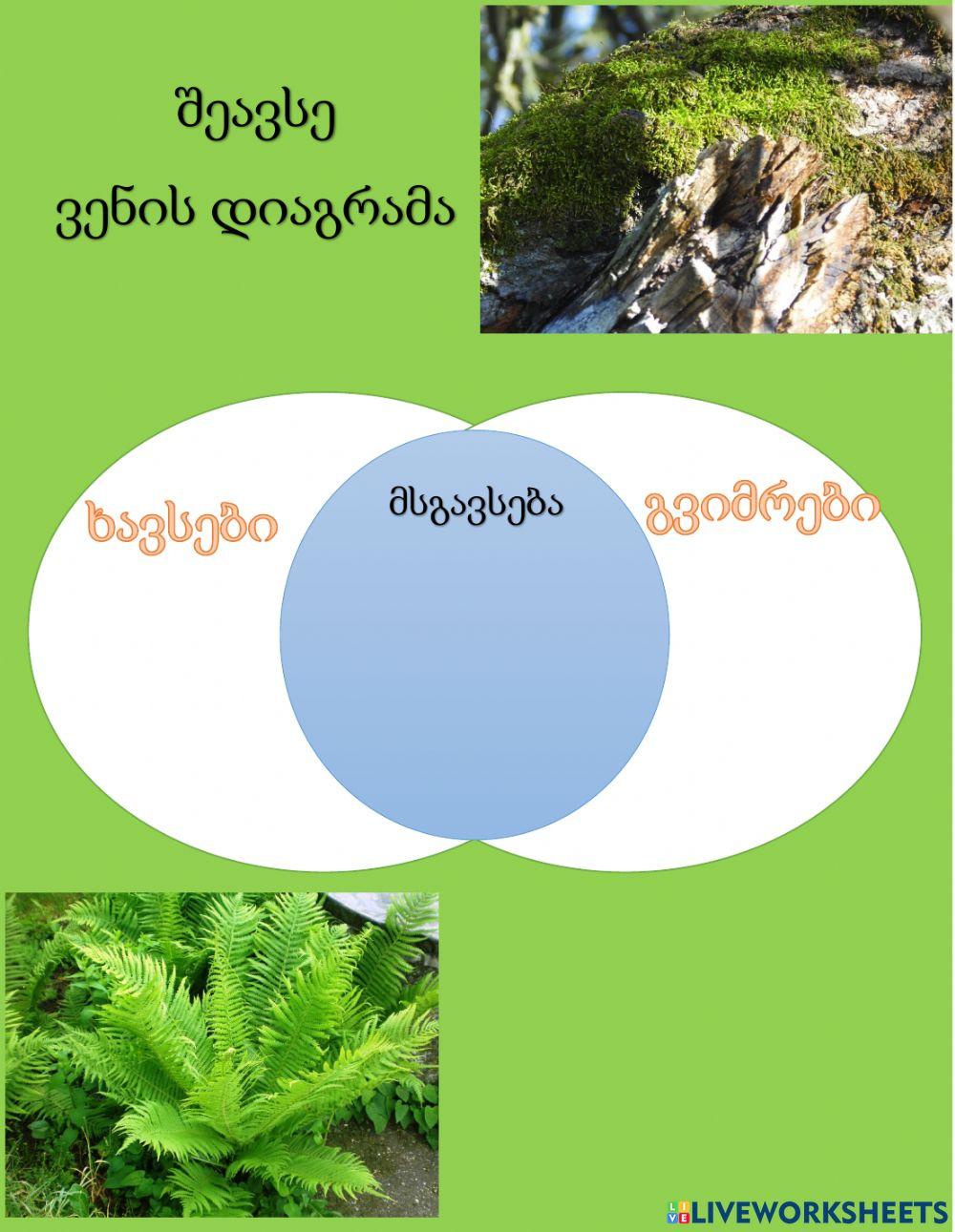 Გვიმრები და ხავსები