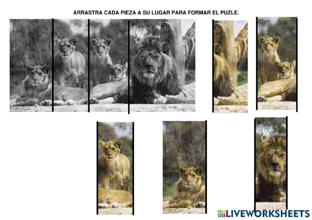 Puzle: león