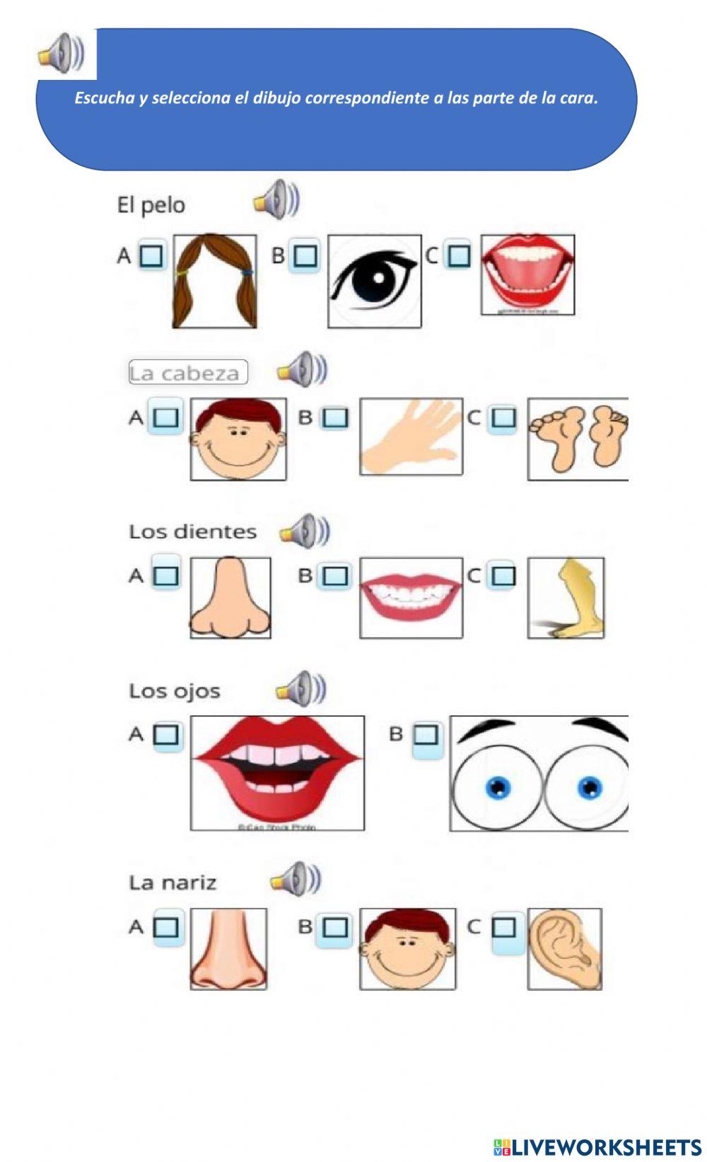 Las partes del cuerpo