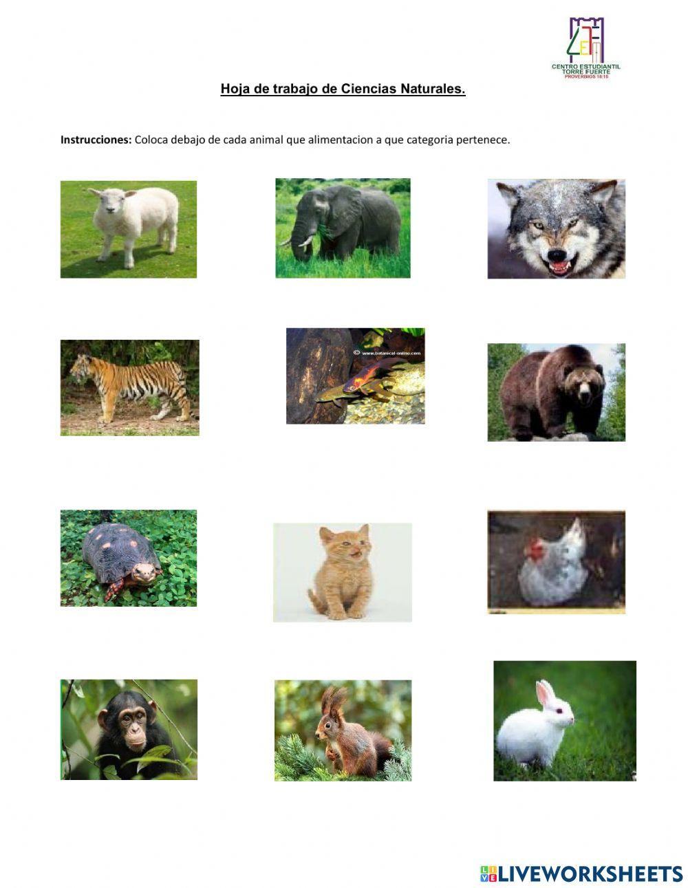 Clasificación de los animales según su alimentación