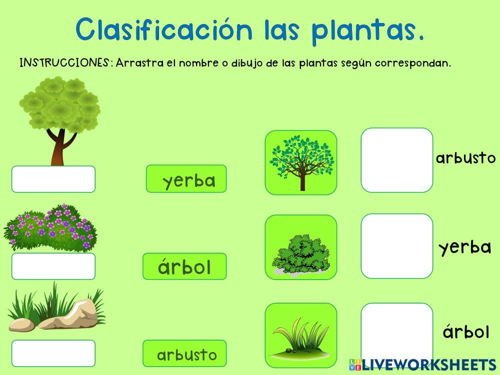 Clasificación de las plantas. 
