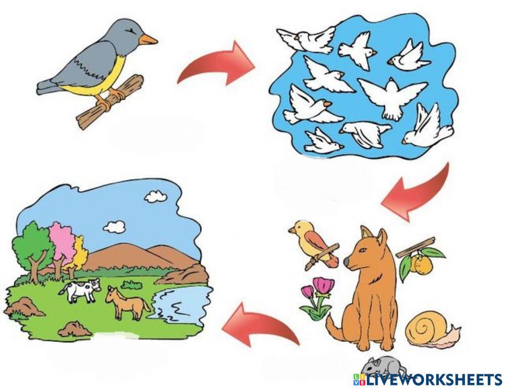 NIveles de organizaciòn