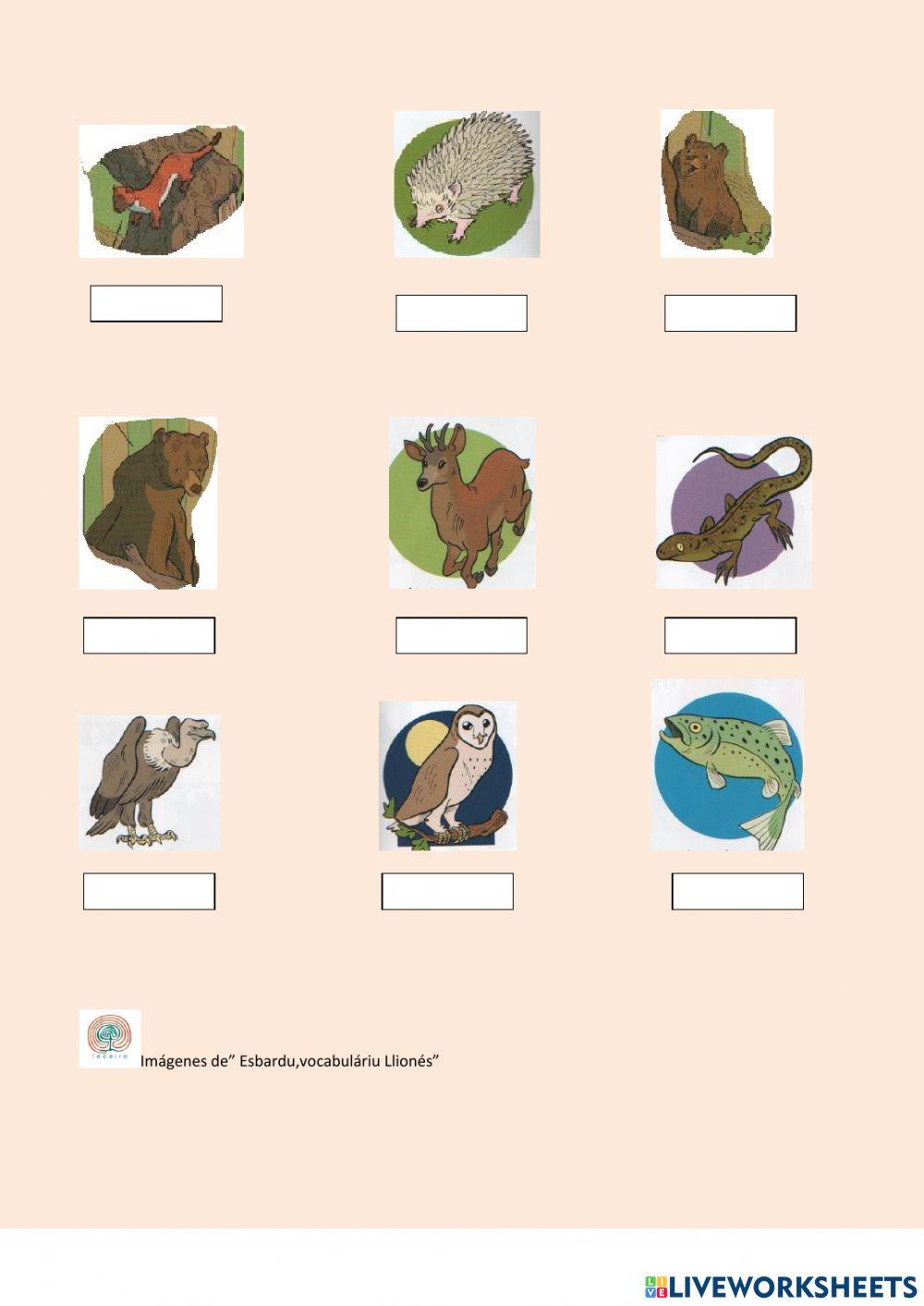 Llionés.ANIMALES SALVAXES 5º de primaria