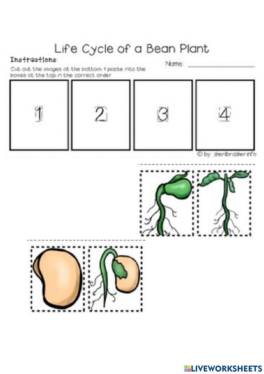 Life cycle of a bean plant worksheet Live Worksheets