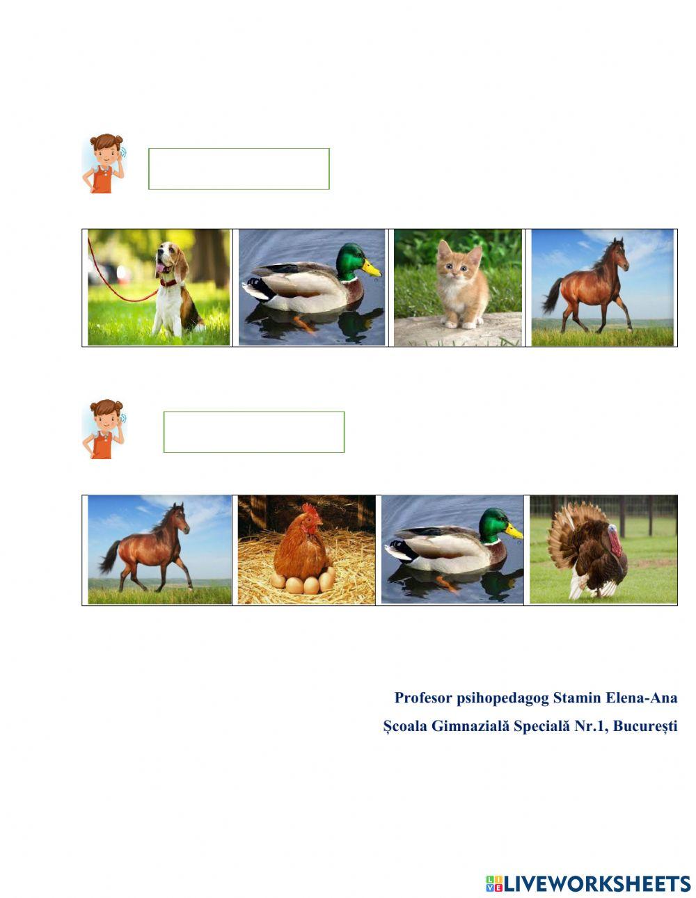 Evaluarea limbajului receptiv-Animalele domestice