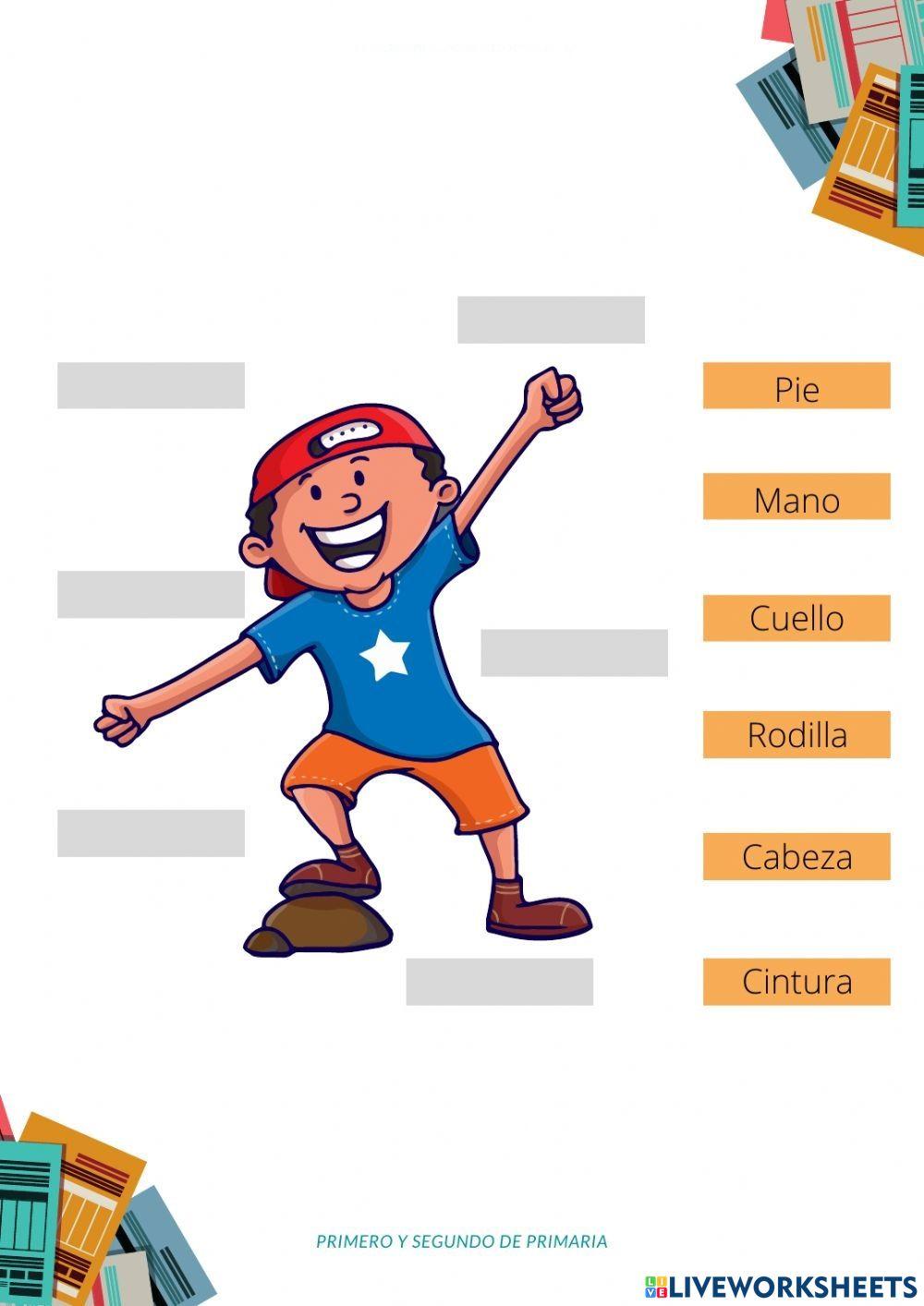 Partes del cuerpo E.F