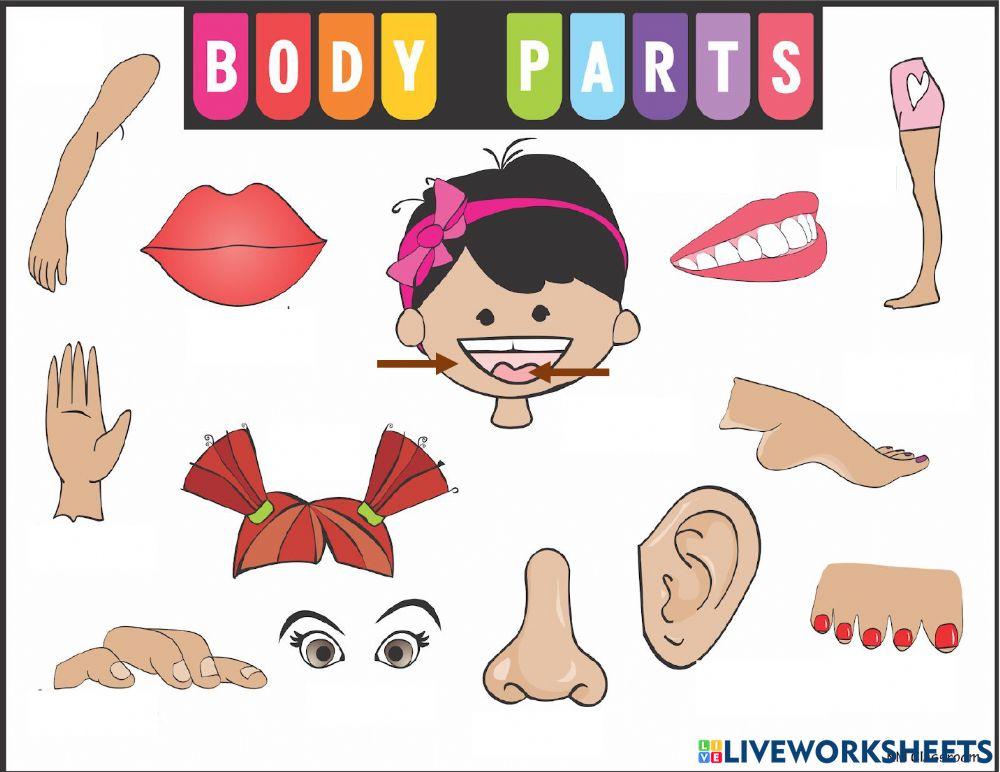 Pockets 1-body parts
