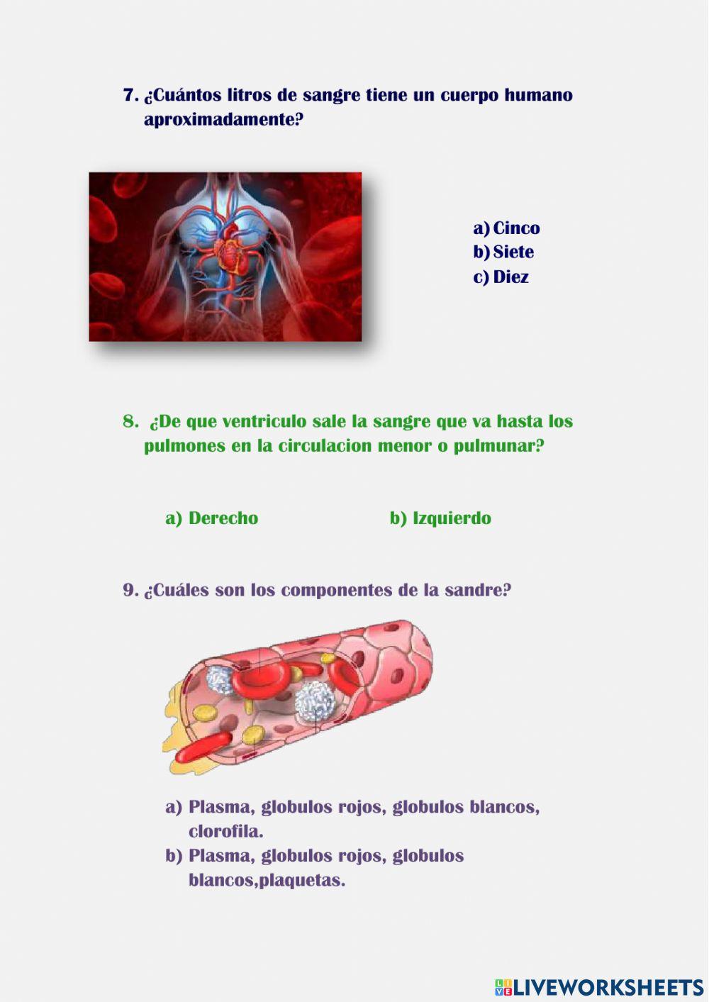 Sistema Circulatorio