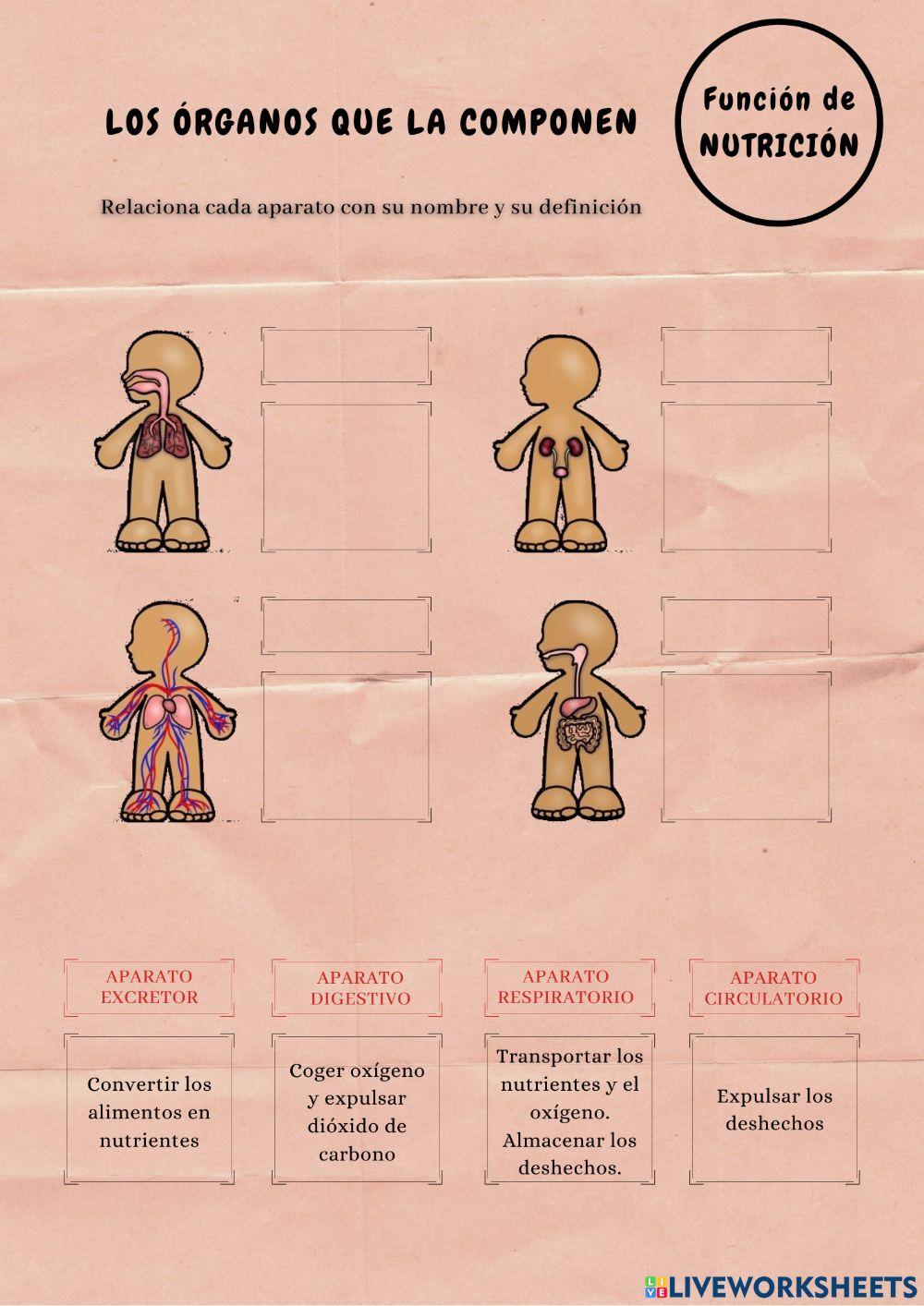 Función de nutrición