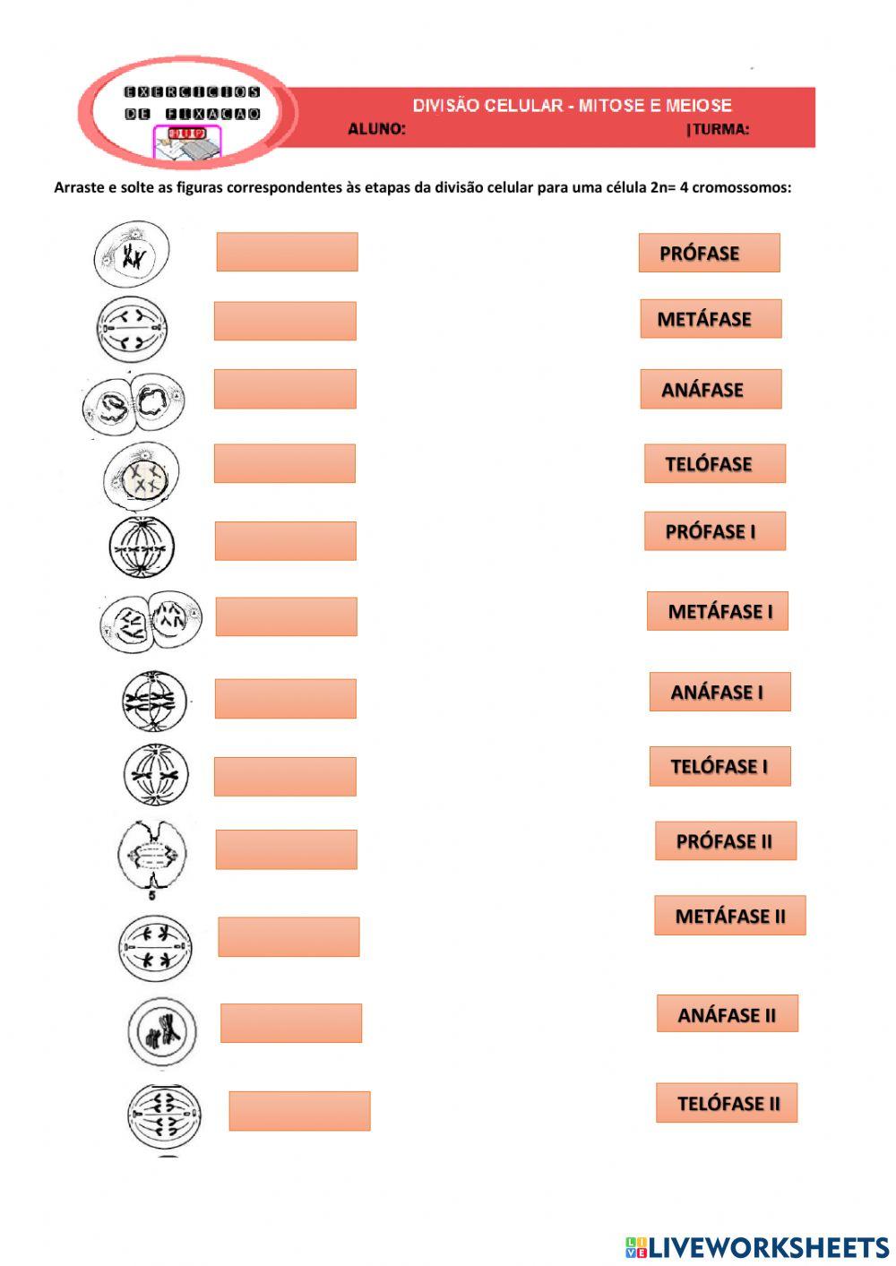Divisões celulares - Mitose e Meiose